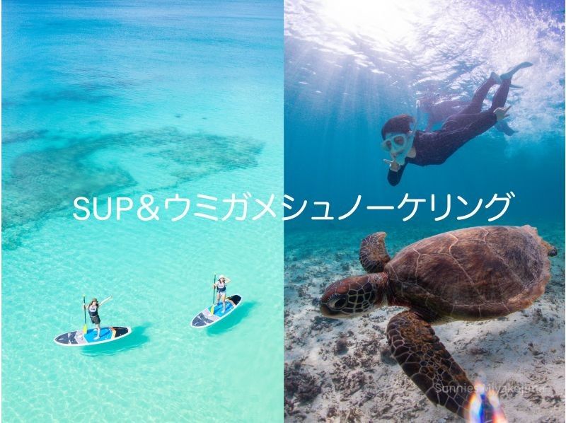 [Private tour for 1 group] SUP & Sea Turtle Snorkelingの紹介画像