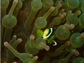 【四国・徳島】ビーチ　シュノーケリング☆熱帯魚の楽園で海を満喫！参加の皆さんの水中写真もプレゼント！の画像