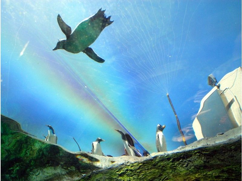 Hokkaido recommended sightseeing spots with children Asahiyama Zoo Asahikawa Penguins swimming like flying in the sky