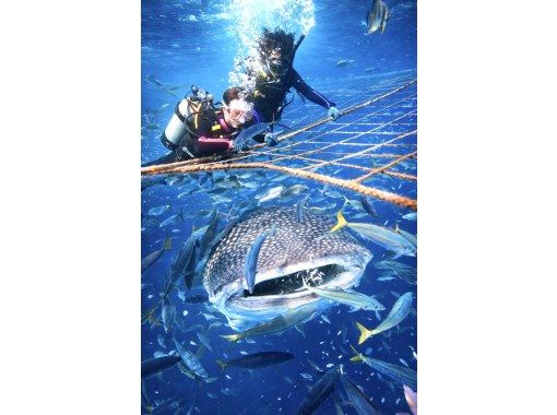 インドの大運動会 サンポートナカガワ ブルーシンドローム ドスベロ ジンベイザメ ボート体験ダイビング【沖縄・読谷村】《送迎 可能