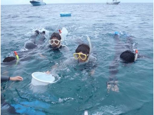 [沖繩石垣]不怕的第一次，扯平了！隨意浮潛當然看入海の画像