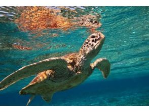 [Zamami Island ☆ Highly satisfying boat snorkeling tour] Meet sea turtles ♪ Day trip, empty-handed OK, free photo data!