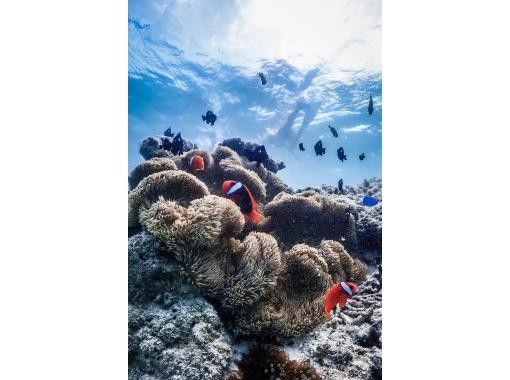 沖縄・宮古島又は伊良部島で珊瑚とお魚ウオッチング！お魚天国貸切シュノーケル満喫ツアー体験お写真付き・初心者歓迎の画像