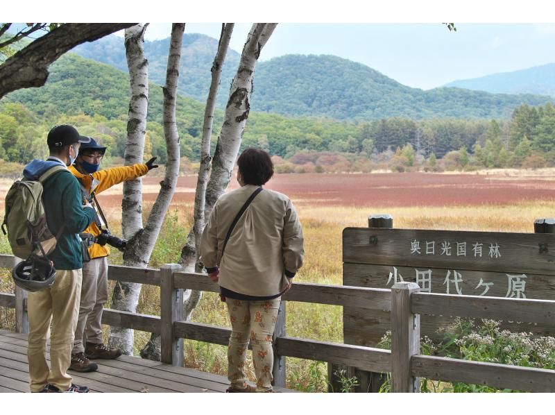 【栃木・奥日光】一足早い奥日光の秋・小田代原『草紅葉』ガイドウォーク【低公害バスで行く超お手軽ウォーキング】の紹介画像
