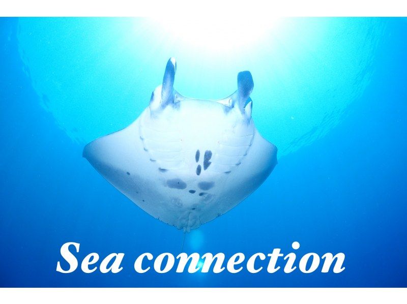 [Ishigaki Island] 1 day tour with 2 dives! Beginners, couples, and photo divers welcome! A relaxing Ishigaki Island ocean diving tour on our own boat!の紹介画像