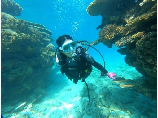 오키나와 본섬 모토부쵸 미즈나지마 세소지마”체험”보트 다이빙 2 다이브로부터｜여러가지의 산호나 열대어 ✨바다의 파랑에 감동 다이빙 체험の画像