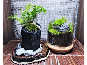 【人気☆特別プラン】苔を楽しむ1日☆苔の炭鉢&苔テラリウムづくり講座