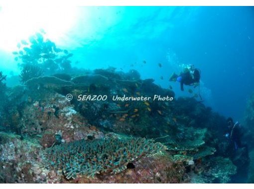 [ 코우치 · 스쿠] 쿠로시오의 은혜柏島바다에 잠수! 라이센스를 가지고 계신 분 한정 팬 다이빙 (2 배)の画像