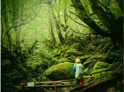 【屋久島・シュノーケル】半日白谷雲水峡+シュノーケルの屋久島満喫セットプラン！苔むす森とシュノーケルを1日コースで　シャワー・更衣室ありますの画像