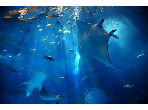 沖縄 本部 沖縄美ら海水族館割引チケット オキナワ ハナサキマルシェ内 海風マーケット 引換え アクティビティジャパン