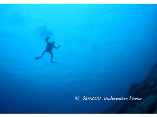 【 高知 ·Sukumo】享受柏市的海洋！仅限有驾照的人深潜 （夜潜）の画像
