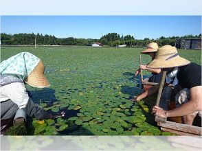 [Akita Three kinds] Junsai picking experienceの画像