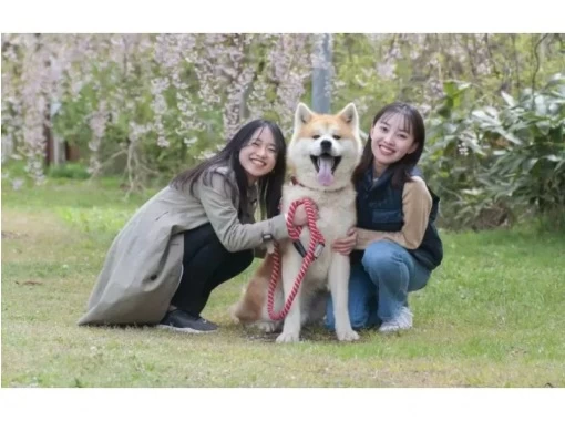 【秋田県・三種町】可愛い秋田犬と一緒に散歩！ 秋田犬と散歩&健康ウオーキング！の画像