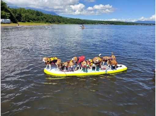 [Mt. Fuji / Lake Yamanaka] Beginners are welcome! SUP experience at Lake Yamanaka <90 minutes course> With children! Participation is OK from 10 years old! You can experience your dog together!の画像