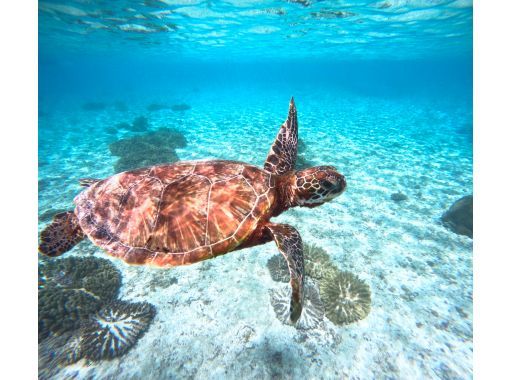 ★沖縄・宮古島・ウミガメやカラフルなお魚が沢山な大人気わいわいビーチシュノーケリング★写真データ無料★女性・カップル・家族におすすめ！の画像