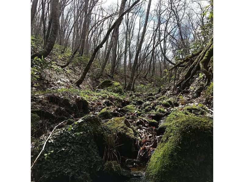 【北海道・札幌発】神秘の渓谷「苔の回廊」へ行こう！！うれしいランチ付き♪の紹介画像