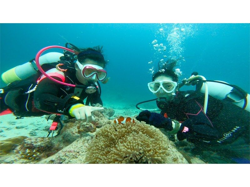 [Okinawa Ishigaki island] 2,5h casual experience Divingの紹介画像