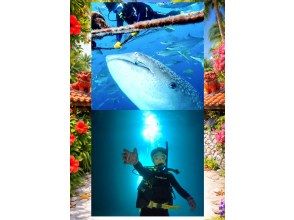 【沖縄・読谷村】《送迎可能》ジンベイザメと会う＆青の洞窟を冒険する２ボートファンダイビング！※送迎範囲あり