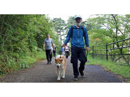 [Mitane Town, Akita Prefecture] Health-focused walking with Akita dogs! Enjoy a relaxing time with these cute & playful Akitas! の画像