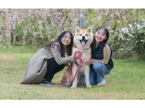 [Mitane Town, Akita Prefecture] Health-focused walking with Akita dogs! Enjoy a relaxing time with these cute & playful Akitas! の画像