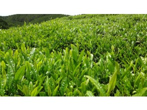 【和歌山・田辺】熊野伝統の釜炒り茶づくり体験！　五感から癒されませんか？の画像