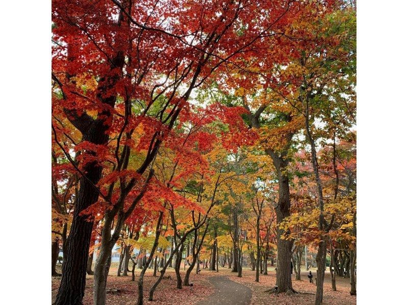Autumn leaves tour Hakodate city 3-hour course Couple/Family/Photography