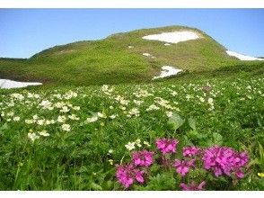 【岩手・奥州】＜お花見登山プラン＞焼石岳（1,547.9m）中沼コース 登山｜ハクサンイチゲのお花畑｜女性やご年配の方も歓迎！の画像