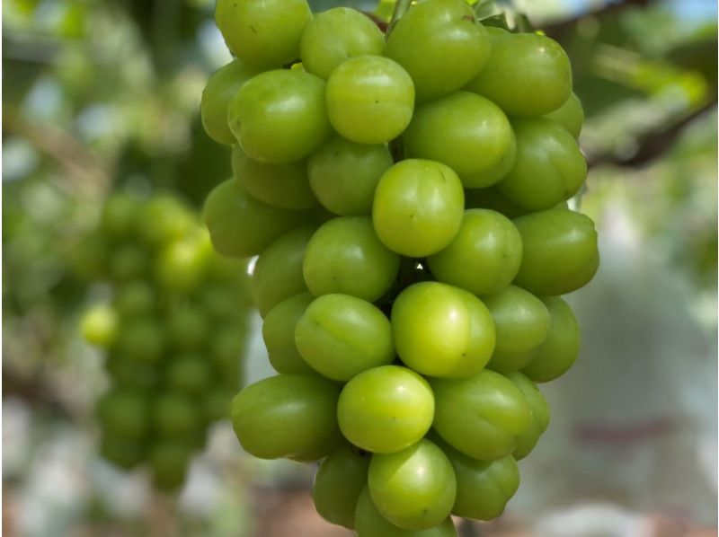 [Gunma, Numata] Grape jewels! Shine Muscat picking