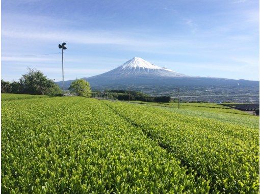 【静岡・富士】富士山のふもとでお茶摘み体験・美味しいお茶の入れ方体験の画像