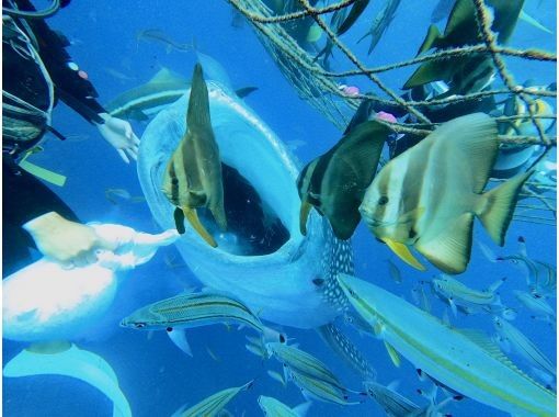 沖縄本島 ジンベエザメ”体験”ダイビング｜大迫力のジンベエザメが食べられちゃうくらいの距離で✨興奮と感動間違いなし✨写真も動画も何枚でも無料の画像