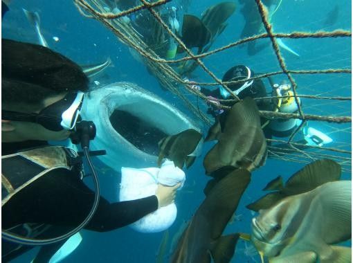沖縄本島 ジンベエザメ”ファン”ダイビング｜大迫力のジンベエザメが食べられちゃうくらいの距離で✨興奮と感動間違いなし✨写真も動画何枚でも無料の画像