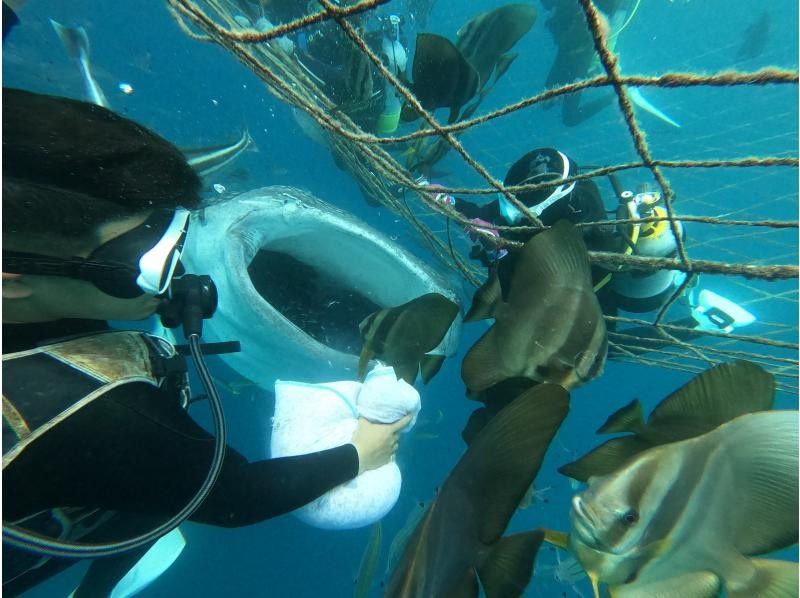 沖縄本島 ジンベエザメ”ファン”ダイビング｜大迫力のジンベエザメが食べられちゃうくらいの距離で✨興奮と感動間違いなし✨写真も動画何枚でも無料の紹介画像