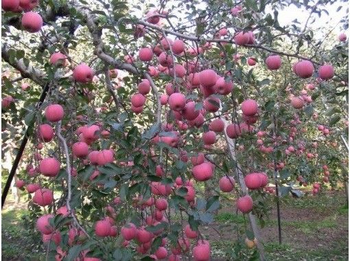 【青森・弘前】青森の新鮮なリンゴ狩り｜岩木山の麓なので色がよく糖度の高いリンゴの栽培に適しています｜の画像