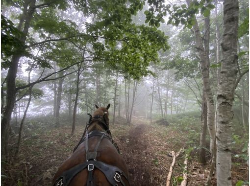 北海道・豊浦町】はたらく馬と過ごし木彫り馬をつくる〜「馬とつくる森