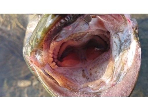 [Tokyo/Tamagawa] Held from 5:00 AM, 8:00 AM, 11:00 AM, 14:00 PM *For families* Lure fishing experience for smallmouth bass, catfish, and Japanese carpの画像