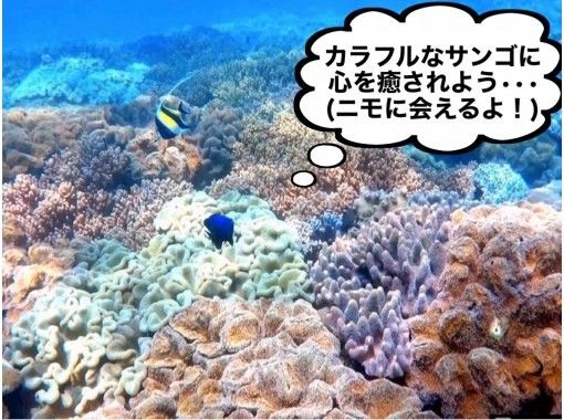 春季促銷正在進行中♪♪[沖繩/那霸]尼莫和珊瑚充滿樂趣的潛水♪（每天4班）包括登機費，拍攝照片●推薦給女性和情侶●の画像
