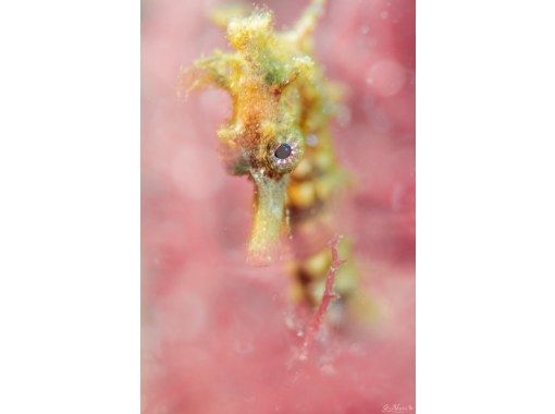 [Free transportation included] Let's go see the "seahorse" of the year of the dragon in Kanagawa! Kanagawa / Jogashima / Refreshment and trial diving are also availableの画像