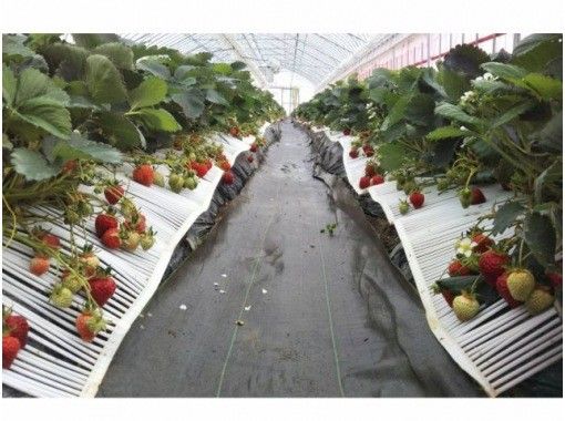 【니가타・니가타시】딸기 따기 체험(200g)＋스스로 만드는 과일 다이후쿠(6개), 과일 타르트, 파르페의 옵션도 선택 가능♪の画像