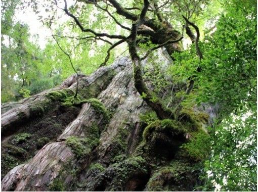 【鹿児島・屋久島　大人気！】憧れの巨大屋久杉を気軽に見に行こう！お手軽ハイキング！の画像