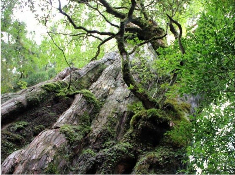 【鹿児島・屋久島　大人気！】憧れの巨大屋久杉を気軽に見に行こう！お手軽ハイキング！の紹介画像