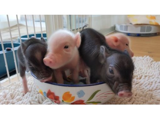 【Piglets cafe】マイクロブタカフェ福岡店の画像