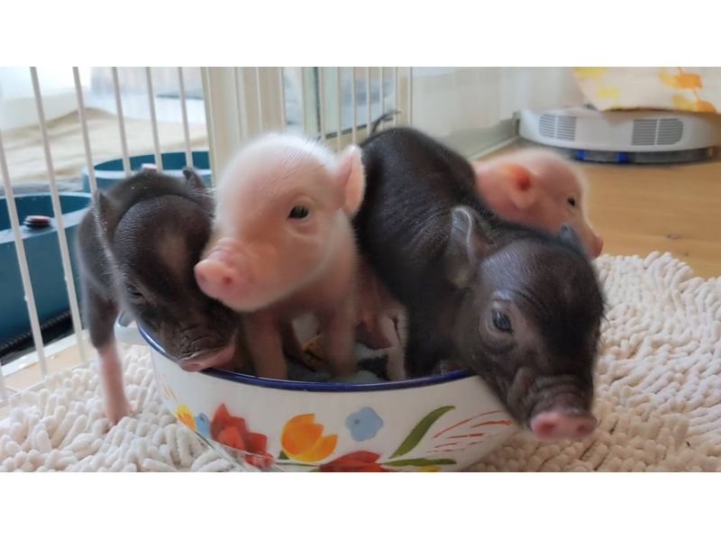 【北海道・SUP体験】透明度の高い支笏湖の湖面をクルージング！SUP体験（半日コース）の画像