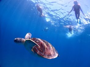 ≪Ishigakijima PM only≫ No. 1 popular sea turtle snorkel Photo, video, drink service