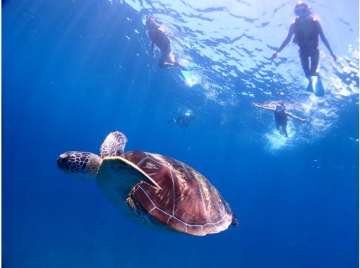 ≪Ishigakijima PM only≫ No. 1 popular sea turtle snorkel Photo, video, drink serviceの画像