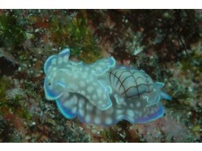 [Shizuoka/Izu Ocean Park] Limited to first-time visitors! Privilege Diving (2 Beaches)の画像