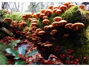 【長野県・飯山】天然ナメコ探し体験プライベートの画像