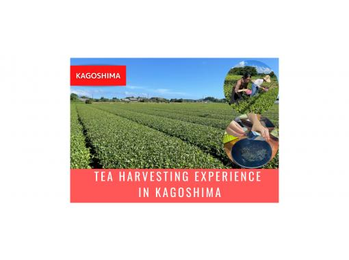 【鹿児島】鹿児島で茶摘み体験の画像