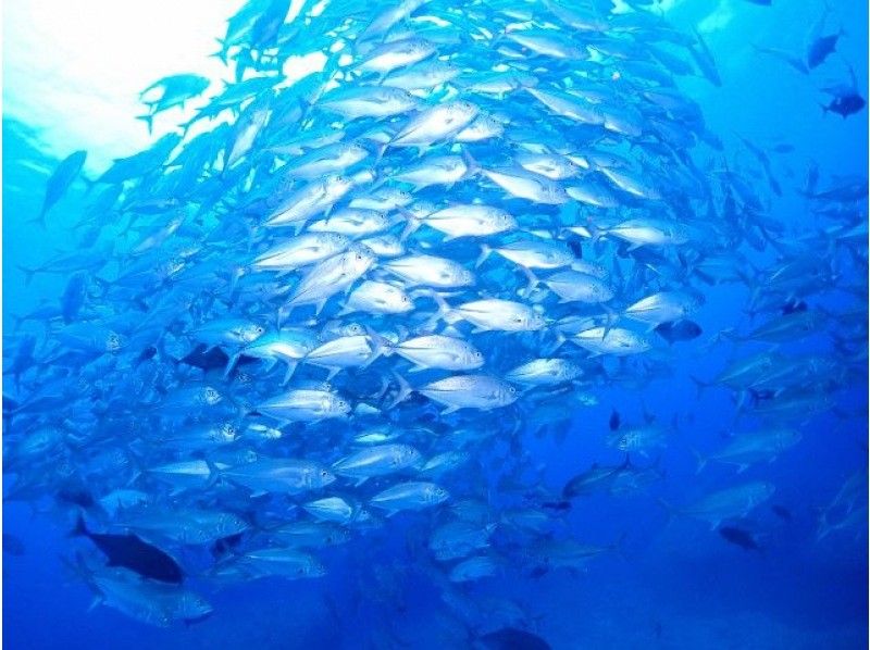 splus エスプラスの割引プラン