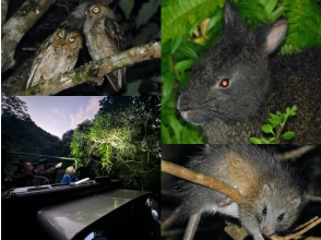 [Kagoshima/Amami Oshima] night safari tour, a small group 4WD jeep, and Amami rabbits!