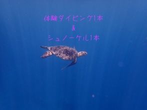 【石垣島・川平湾】体験ダイビング1本＋シュノーケル1本コース（送迎、ランチ有り）マンタとウミガメと泳げる本格ダイビング体験！